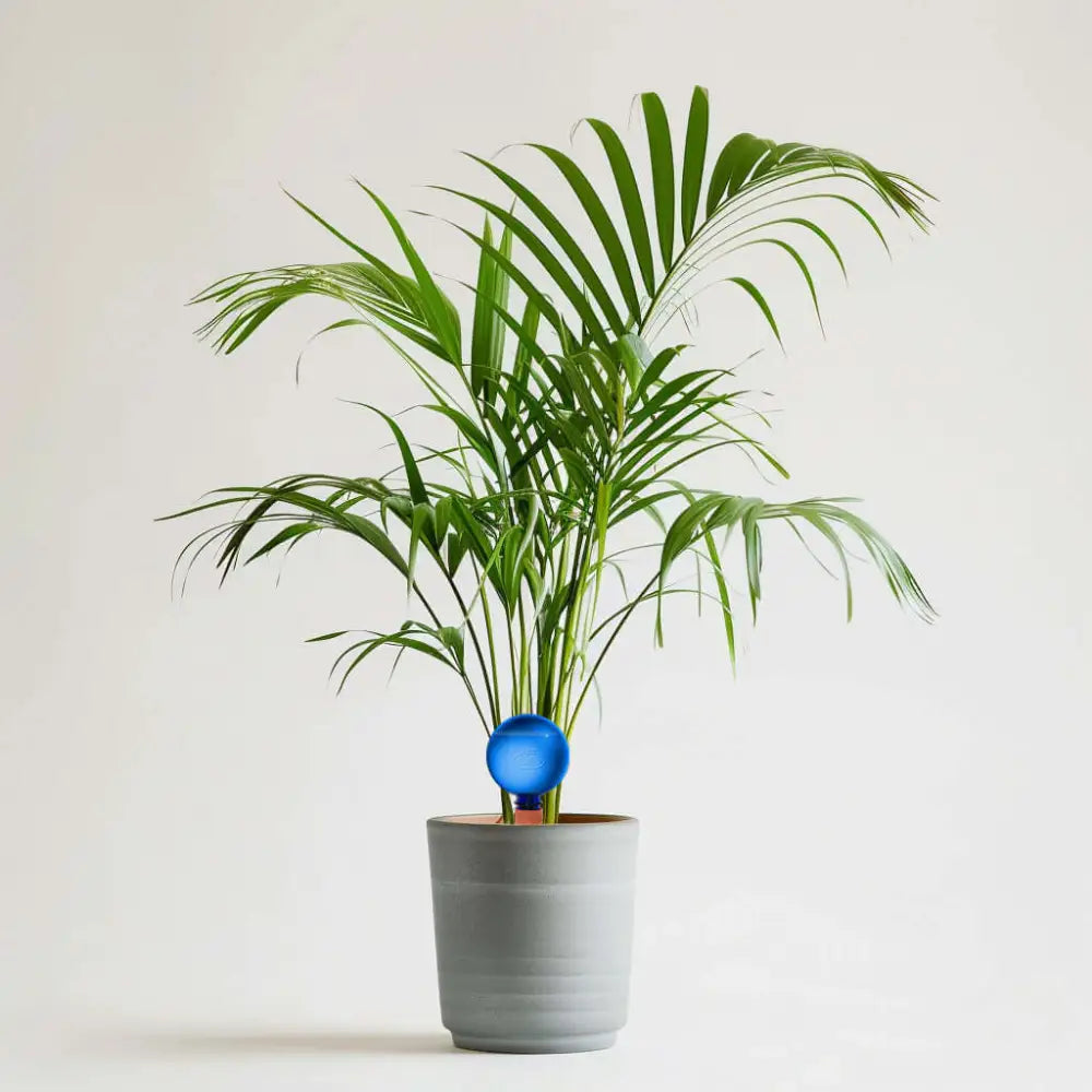 Healthy green plants with colorful Plantpal watering globes for automatic watering