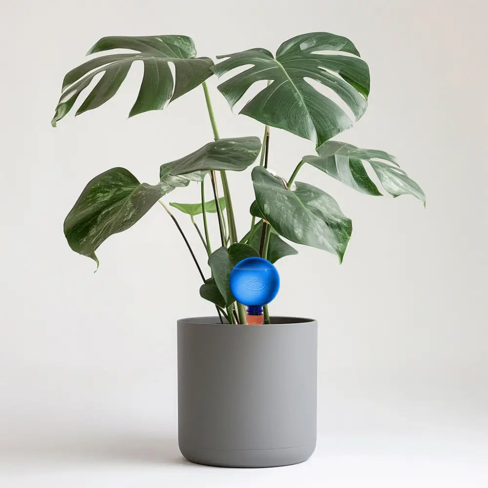 17cm Monstera Deliciosa