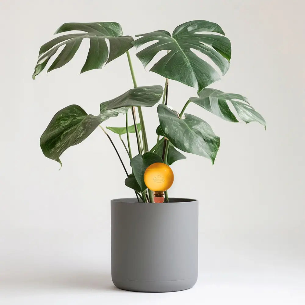 17cm Monstera Deliciosa