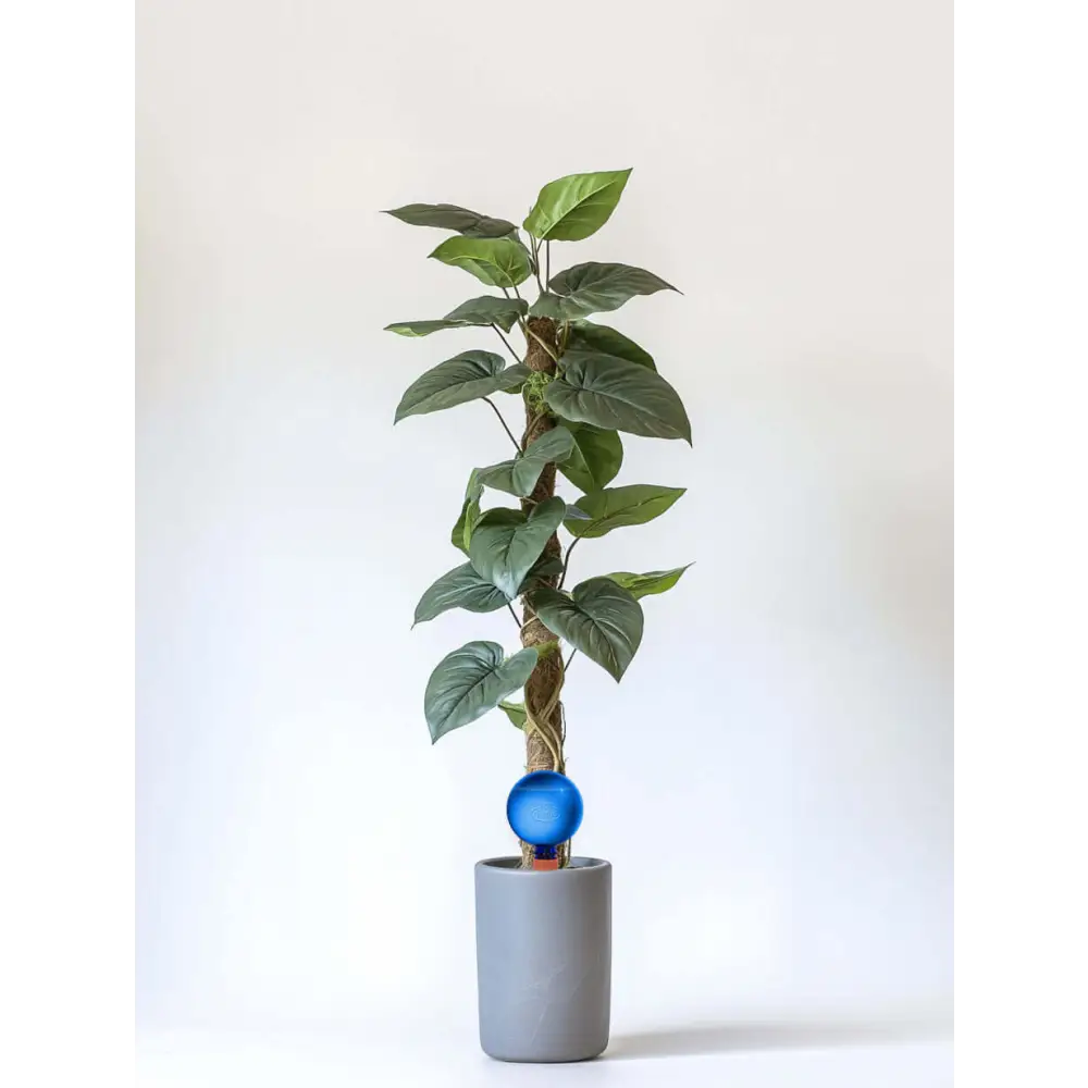 Healthy green plants with colorful Plantpal watering globes for automatic watering
