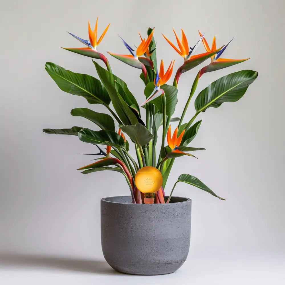 17cm Strelitziia Nicolai