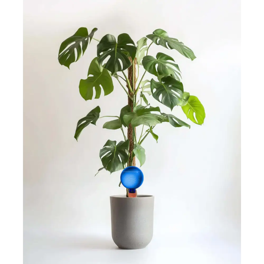 Healthy green plants with colorful Plantpal watering globes for automatic watering