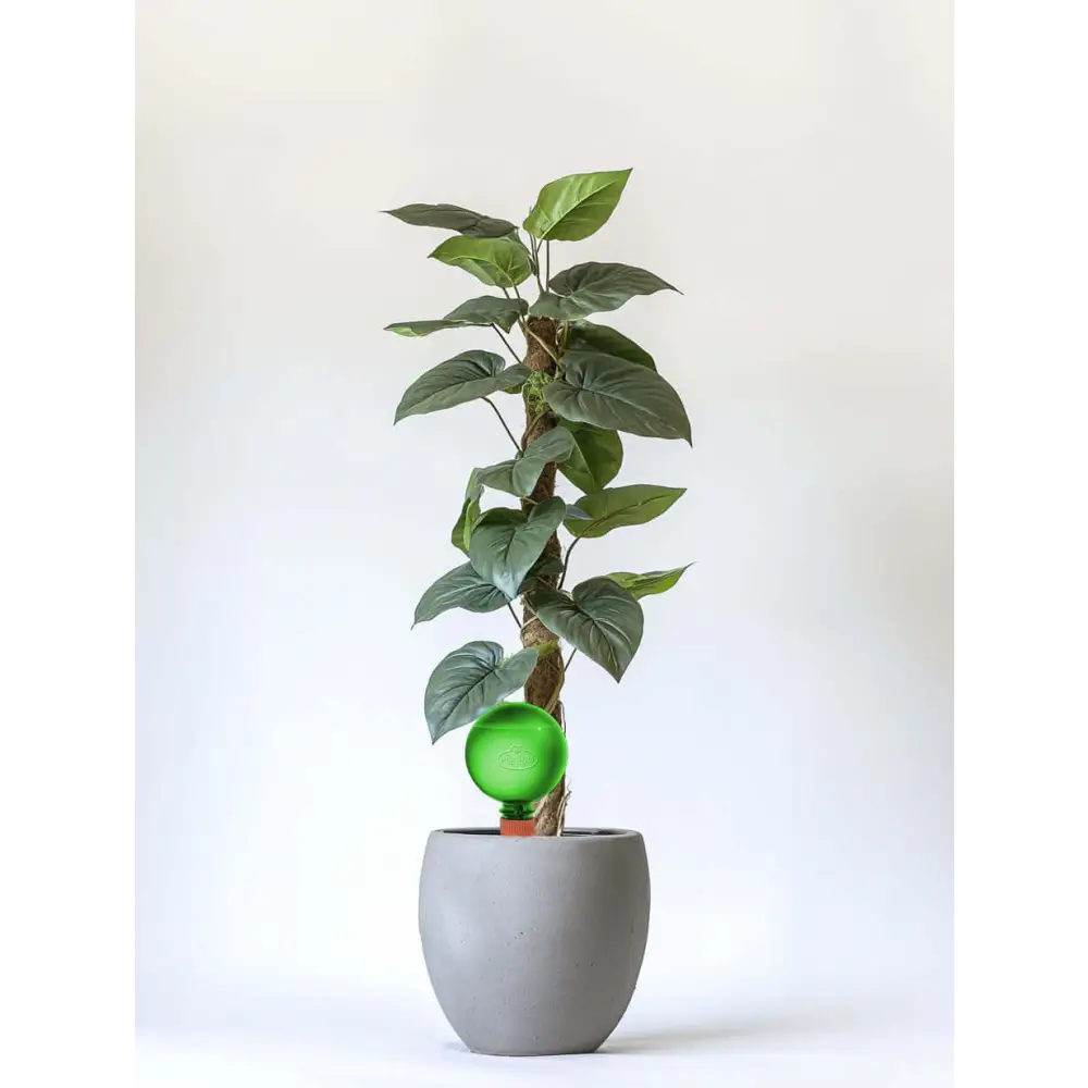 Healthy green plants with colorful Plantpal watering globes for automatic watering
