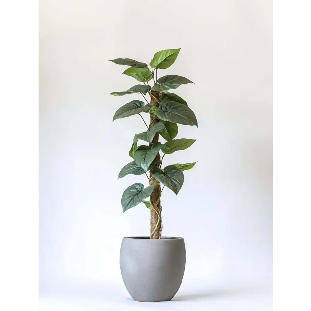 Healthy green plants with colorful Plantpal watering globes for automatic watering