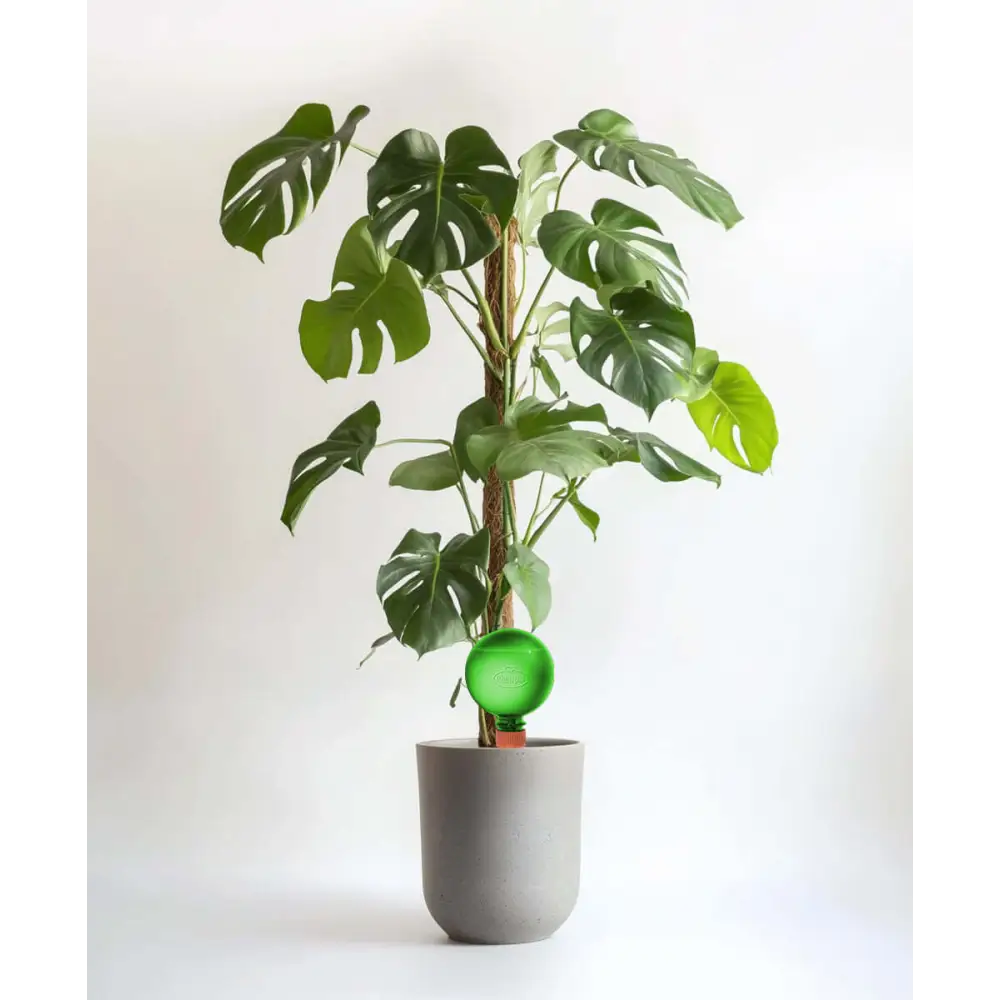 21cm Ficus Microcarpa