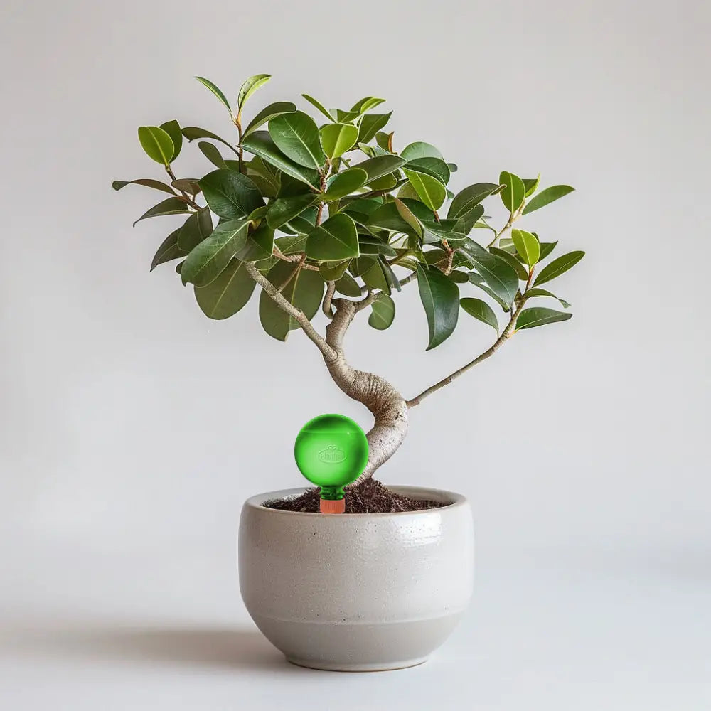 21cm Ficus Microcarpa