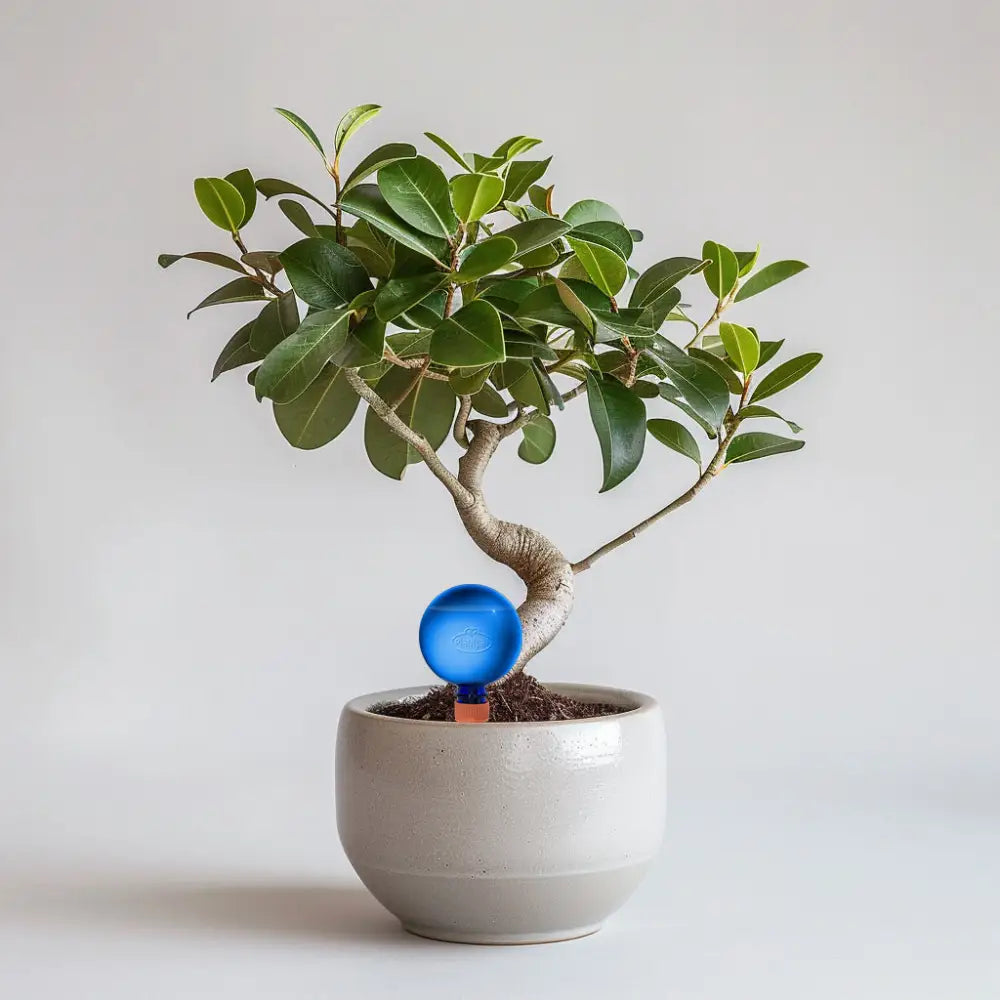 21cm Ficus Microcarpa
