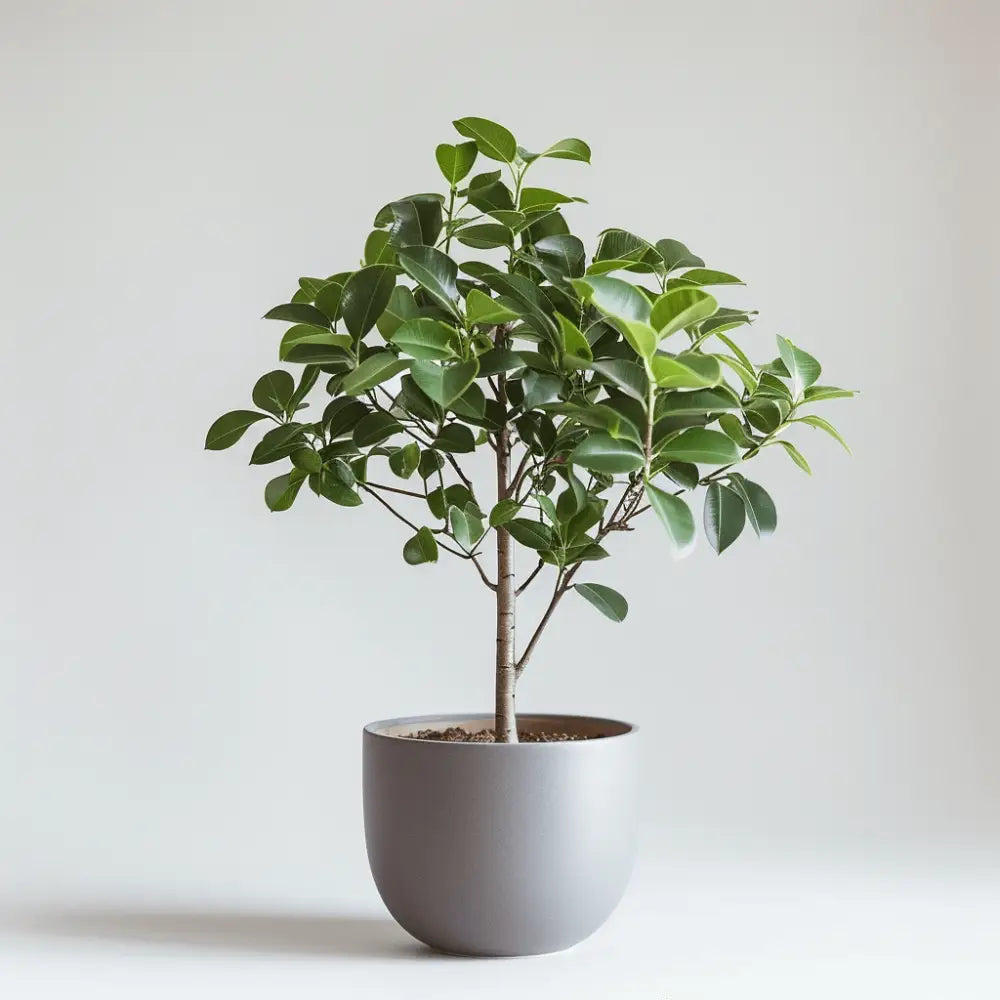 Healthy green plants with colorful Plantpal watering globes for automatic watering