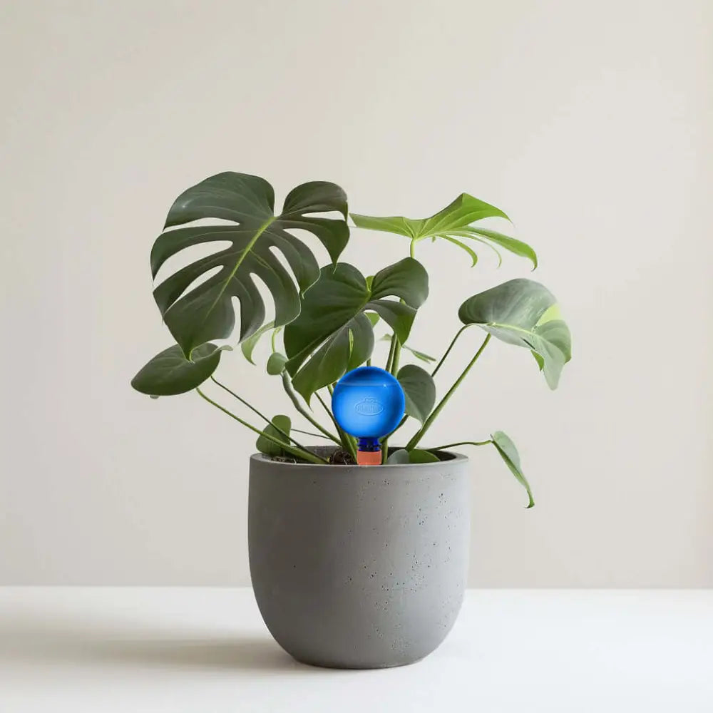 Healthy green plants with colorful Plantpal watering globes for automatic watering