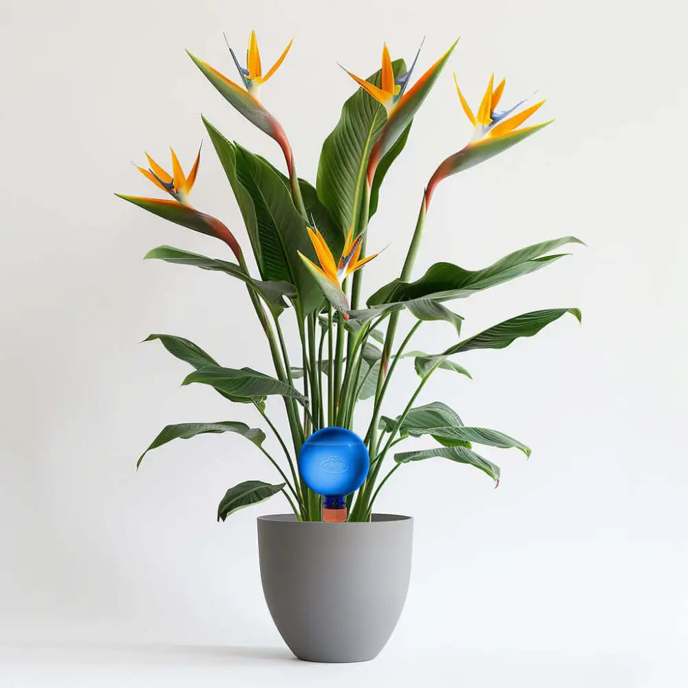 Healthy green plants with colorful Plantpal watering globes for automatic watering