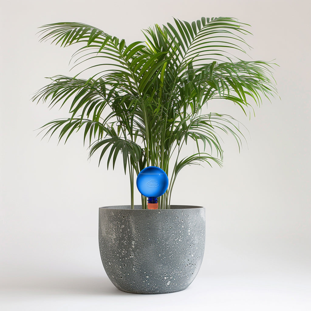 24cm Dypsis Areca