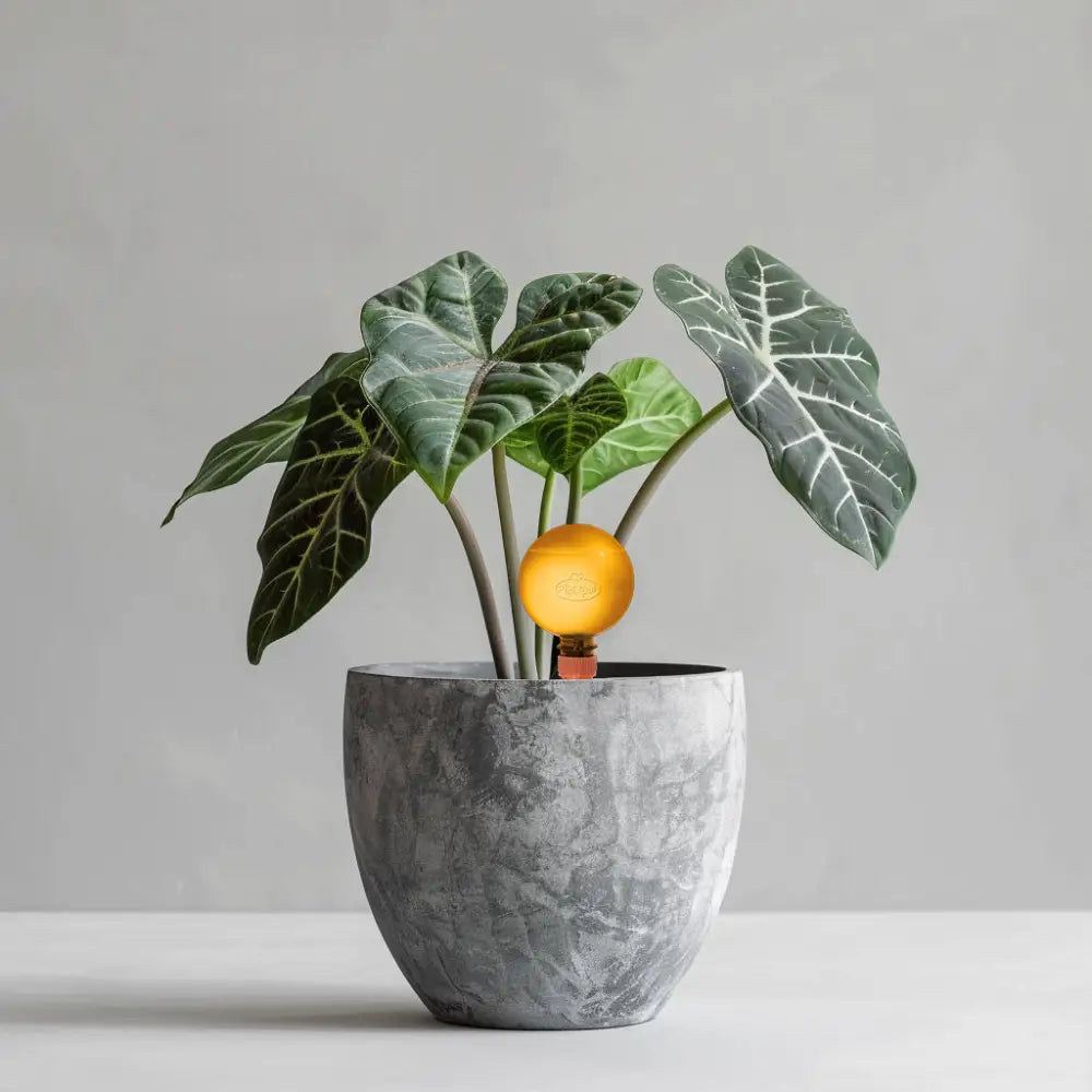 24cm Alocasia Zebrina