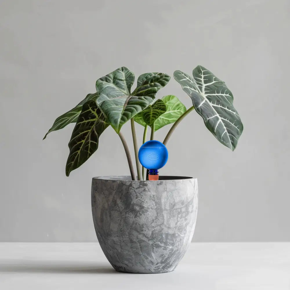 24cm Alocasia Zebrina