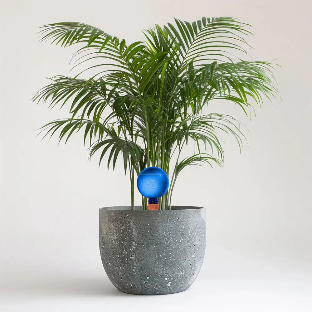 24cm Dypsis Areca
