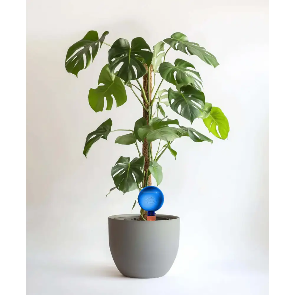 Healthy green plants with colorful Plantpal watering globes for automatic watering