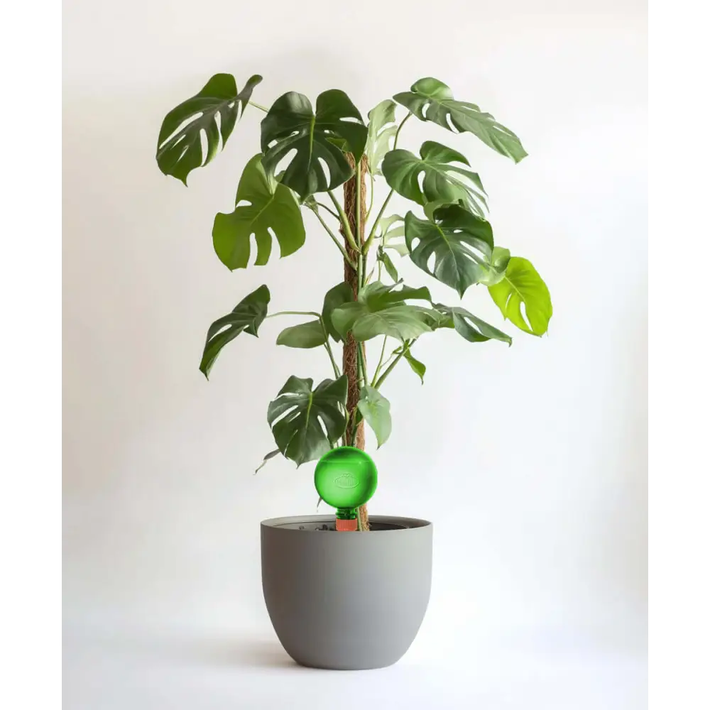 Healthy green plants with colorful Plantpal watering globes for automatic watering