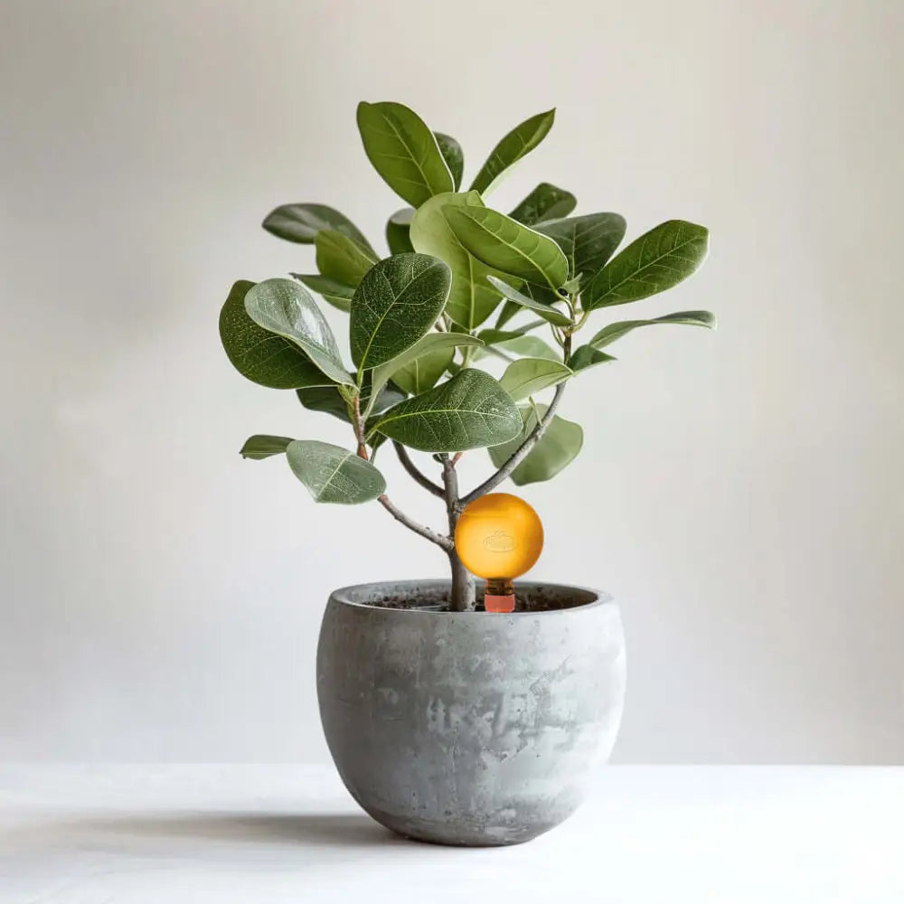 Healthy green plants with colorful Plantpal watering globes for automatic watering