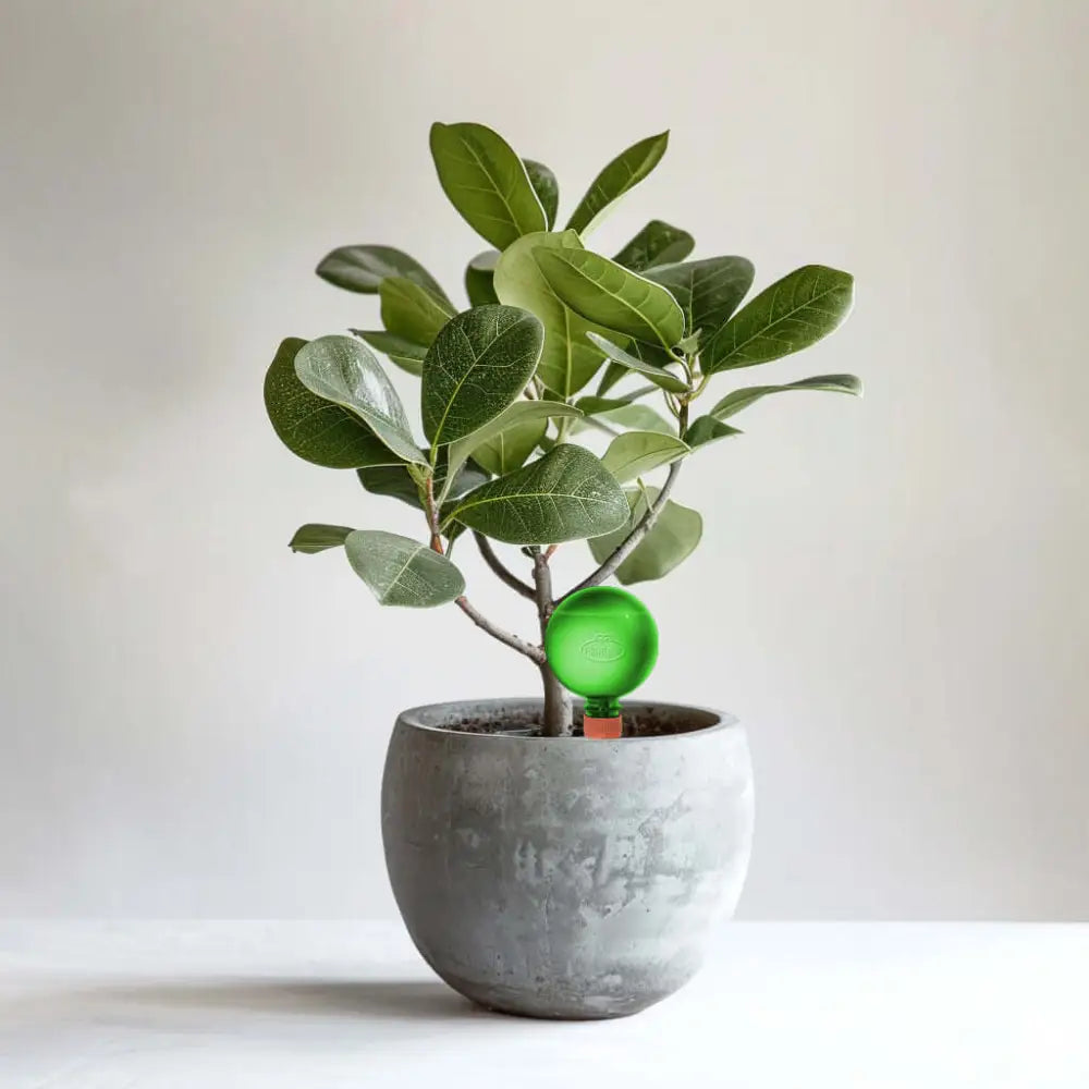 Healthy green plants with colorful Plantpal watering globes for automatic watering