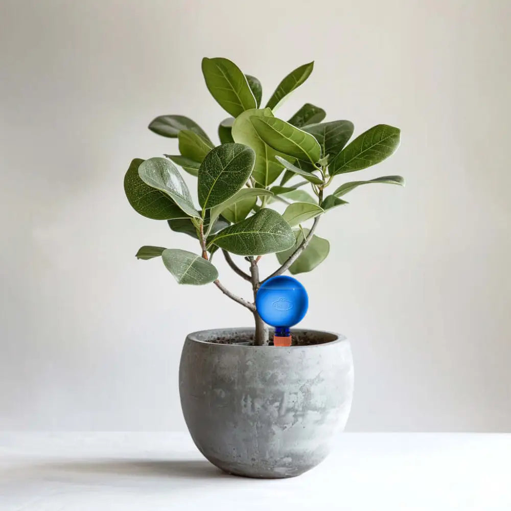 Healthy green plants with colorful Plantpal watering globes for automatic watering
