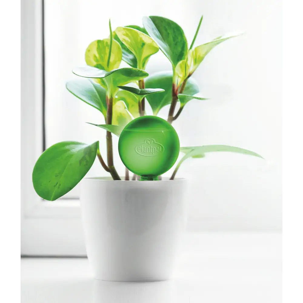 Plant Watering Stakes | Watering Stakes | Plantpal New Innovations