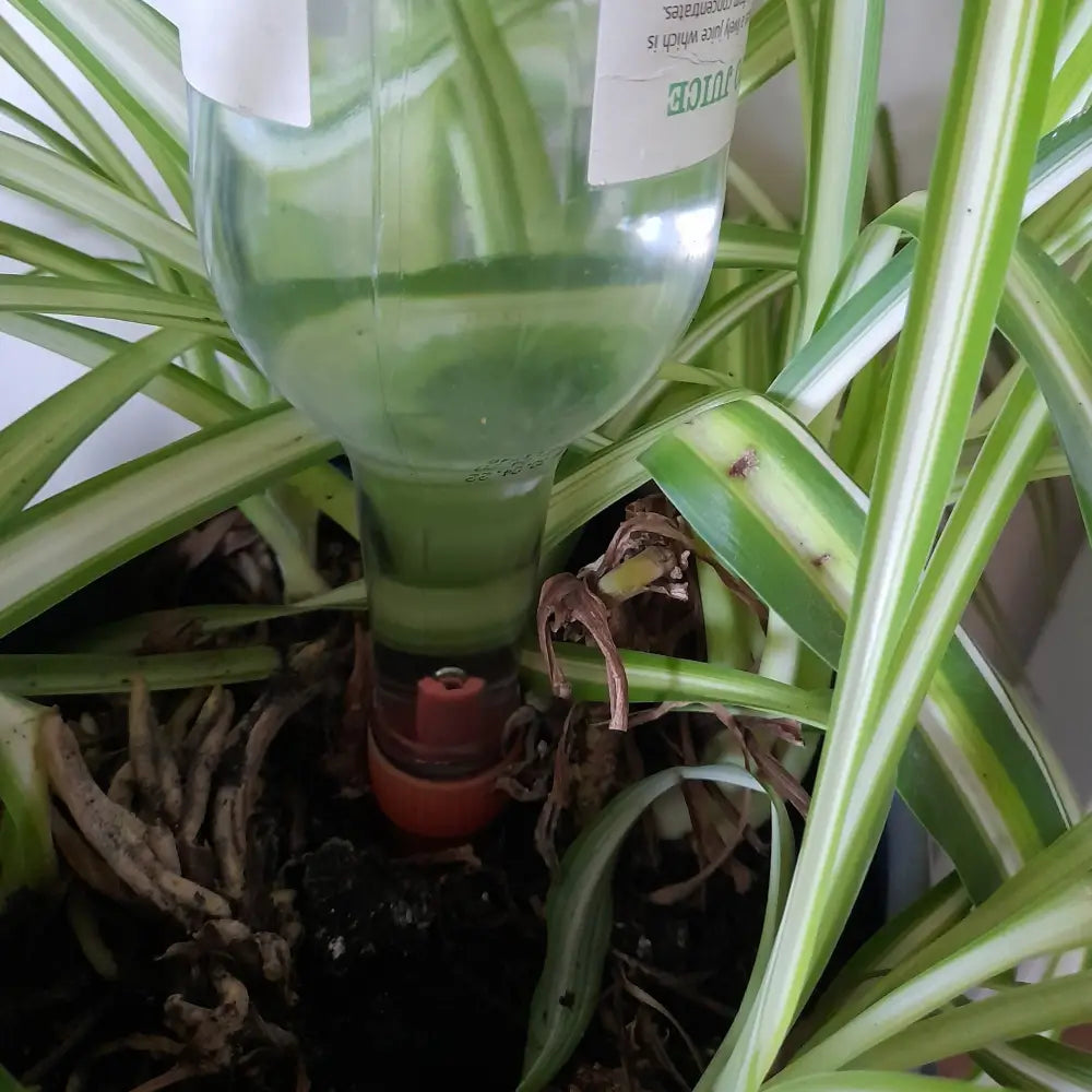 Pack of 10 Watering Stakes use with your empty Wine Bottles - Plant Watering