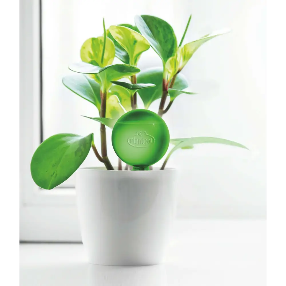 Plant Watering Stakes | Watering Stakes | Plantpal New Innovations