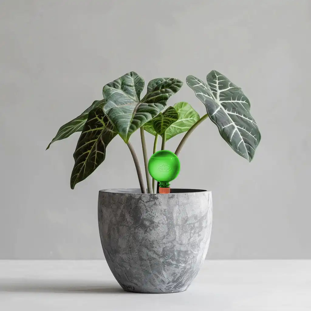 Potted Alocasia plant with a green self-watering globe.