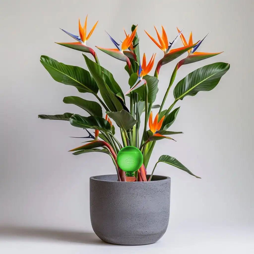 Potted Bird of Paradise plant with a green moisture sensor.
