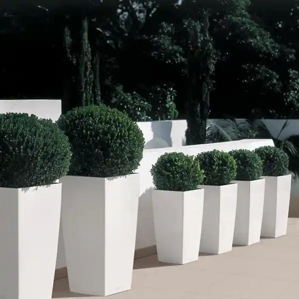 A row of white tapered planters with spherical green topiaries.