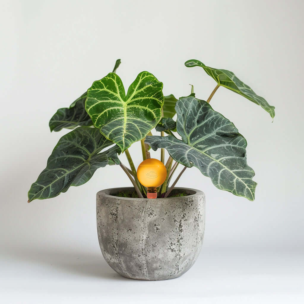 Healthy green plants with colorful Plantpal watering globes for automatic watering
