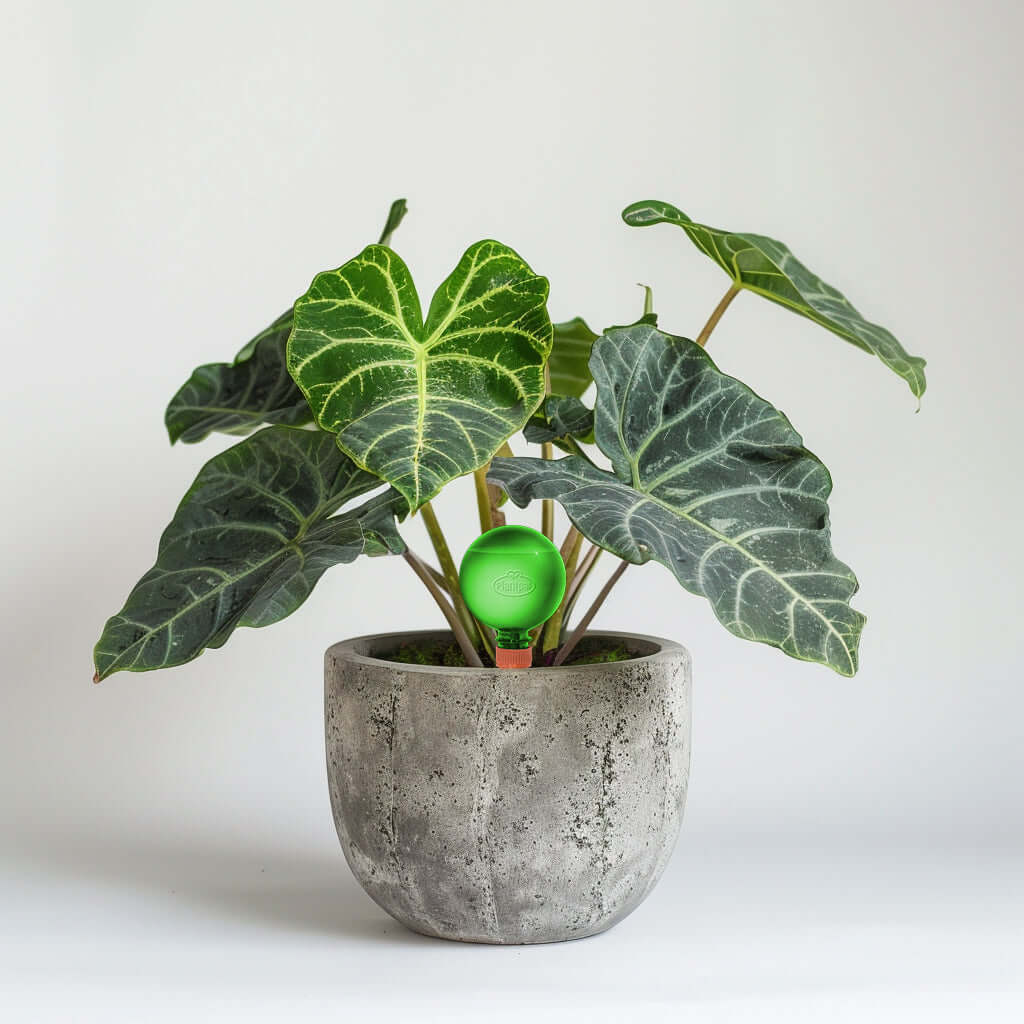 Healthy green plants with colorful Plantpal watering globes for automatic watering
