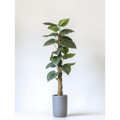 buy philodendron online uk Philodendron Royal Queen 17cm