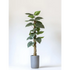Healthy green plants with colorful Plantpal watering globes for automatic watering