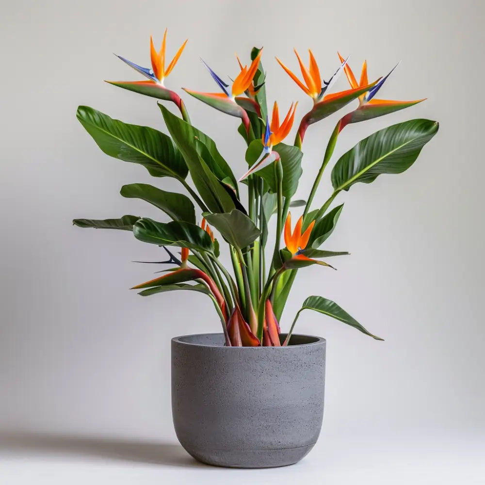 17cm Strelitziia Nicolai