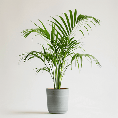 Healthy green plants with colorful Plantpal watering globes for automatic watering