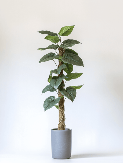 Healthy green plants with colorful Plantpal watering globes for automatic watering