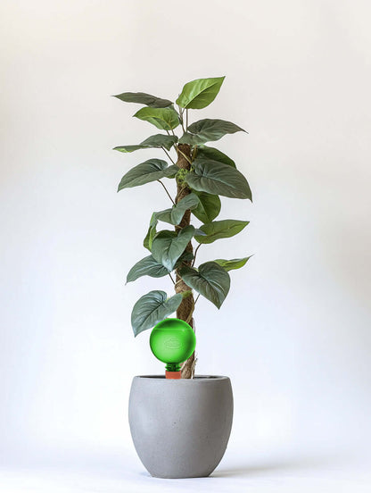 Healthy green plants with colorful Plantpal watering globes for automatic watering