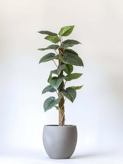 Healthy green plants with colorful Plantpal watering globes for automatic watering