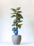 Healthy green plants with colorful Plantpal watering globes for automatic watering