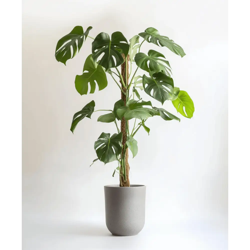 Healthy green plants with colorful Plantpal watering globes for automatic watering