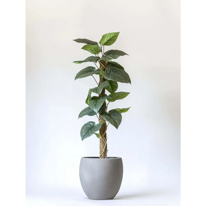 Healthy green plants with colorful Plantpal watering globes for automatic watering