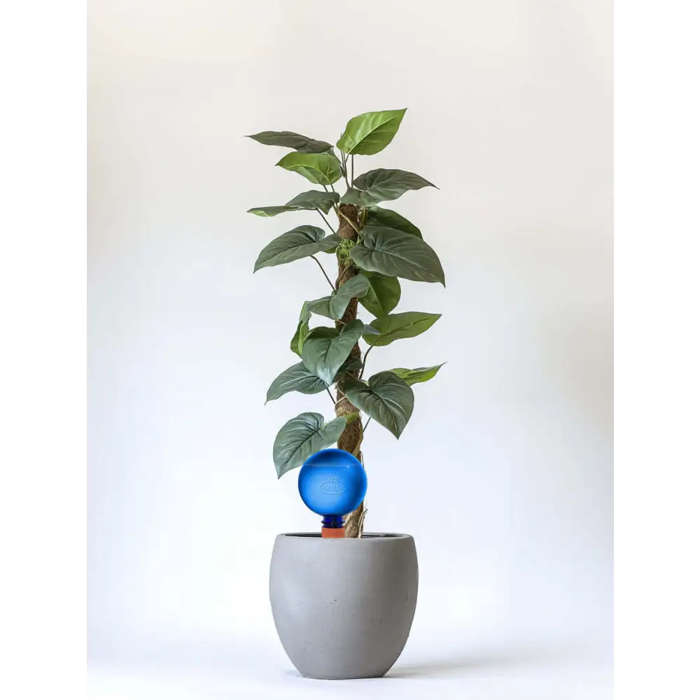 Healthy green plants with colorful Plantpal watering globes for automatic watering