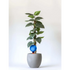 Healthy green plants with colorful Plantpal watering globes for automatic watering
