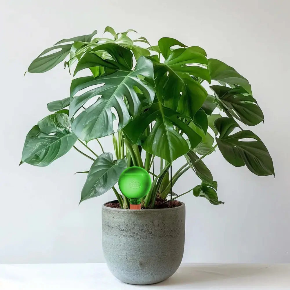 21 cm Monstera Deliciosa with a Plantpal Self Watering Globe - Plant Watering