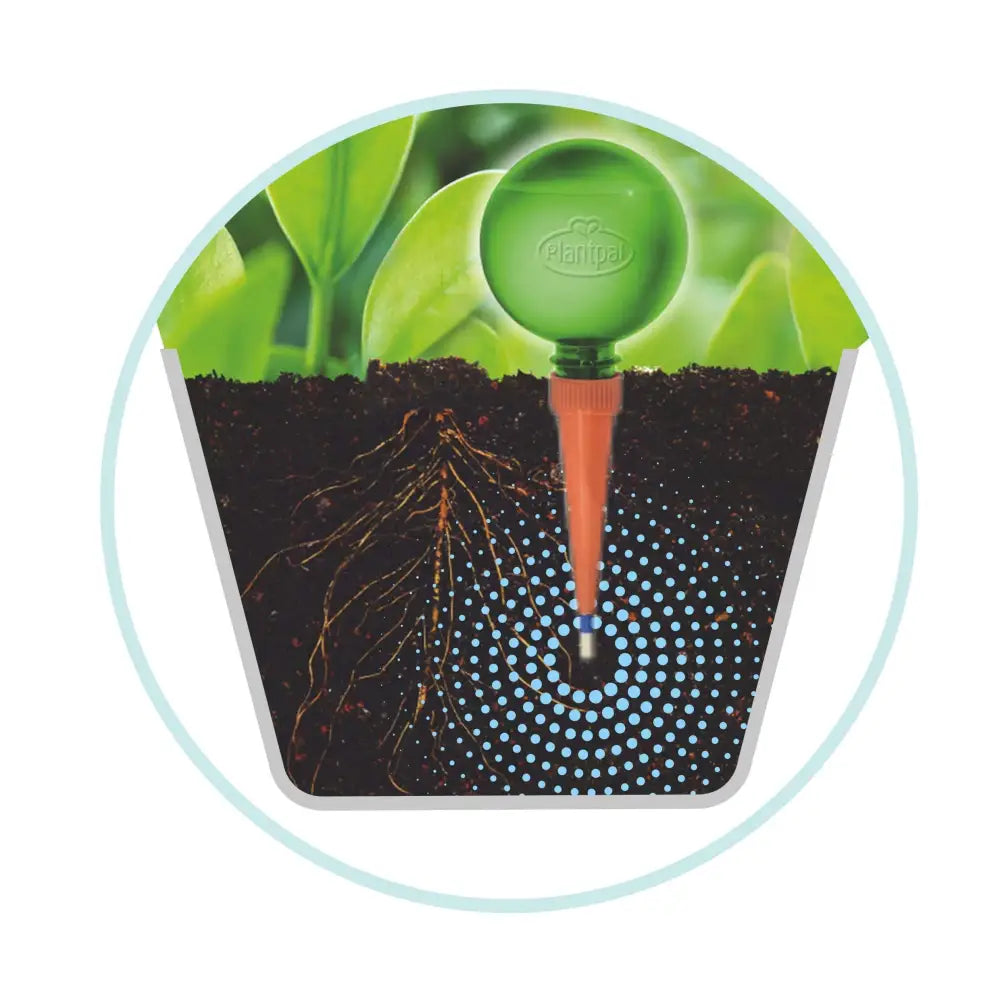 plant pal self watering system 21cm Monstera with Self-Watering Globe – Plantpal New Innovations