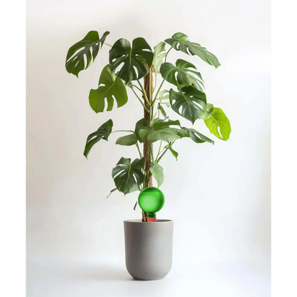 21cm Ficus Microcarpa