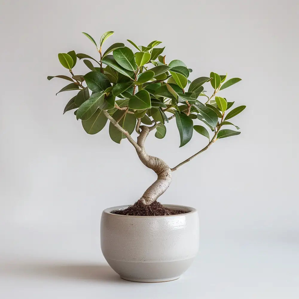 21cm Ficus Microcarpa