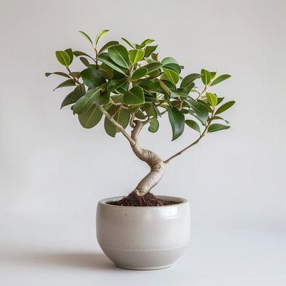 21cm Ficus Microcarpa