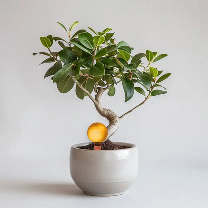 21cm Ficus Microcarpa
