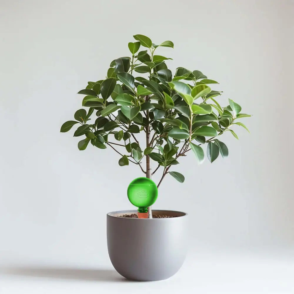 Healthy green plants with colorful Plantpal watering globes for automatic watering